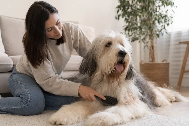 Ein Südrussischer Owtscharka wird in einer hellen Wohnung sanft gebürstet, während sich der Besitzer liebevoll um die Fellpflege kümmert.