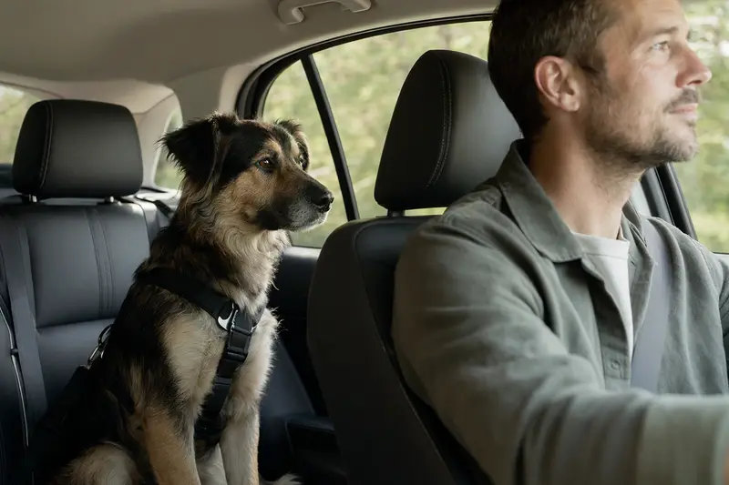 Ein Südrussischer Schäferhund sitzt sicher angeschnallt auf der Rückbank eines Autos, während der Besitzer ruhig fährt.