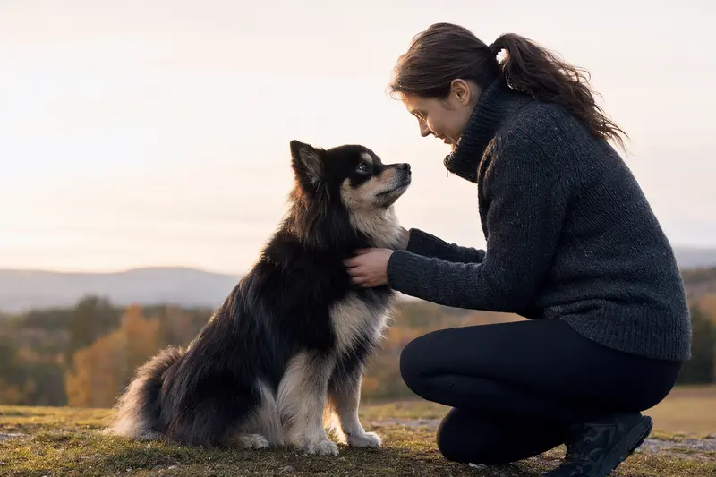 Svensk Lapphund in natürlicher Haltung vor hellem Hintergrund als realistisches Hundeporträt.
