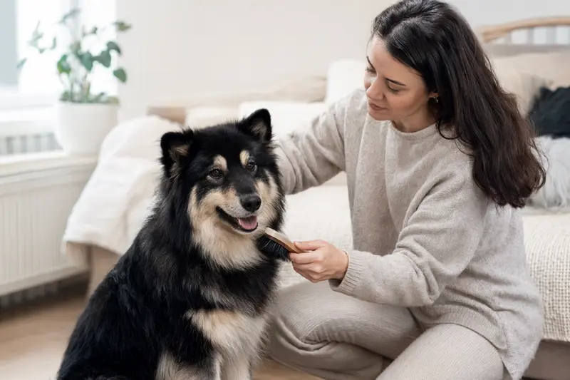 Ein Svensk Lapphund wird in einer hellen Wohnung sanft gebürstet, während der Besitzer liebevoll die Fellpflege übernimmt.