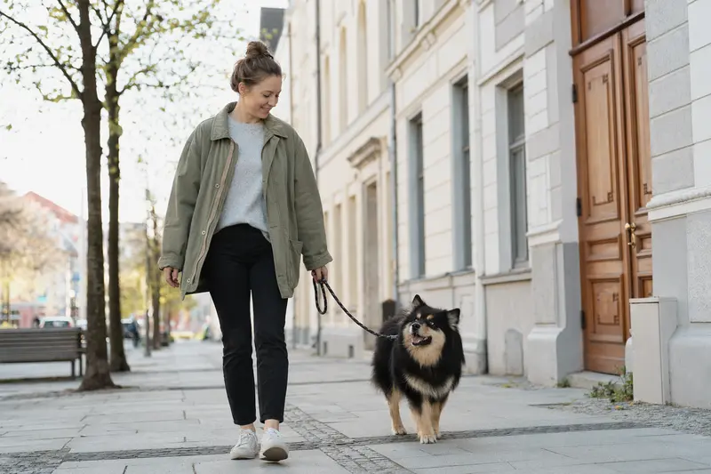 Ein Svensk Lapphund läuft an der Leine mit seinem Besitzer durch eine moderne Stadtstraße in einer entspannten Alltagssituation.