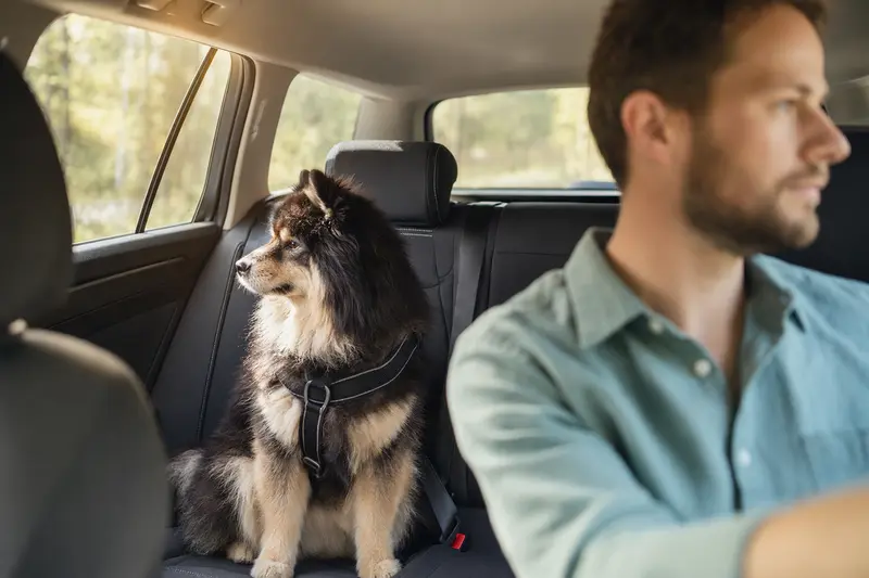 Ein Svensk Lapphund sitzt sicher angeschnallt auf der Rückbank eines Autos, während der Besitzer ruhig fährt und Sonnenlicht durch das Fenster fällt.