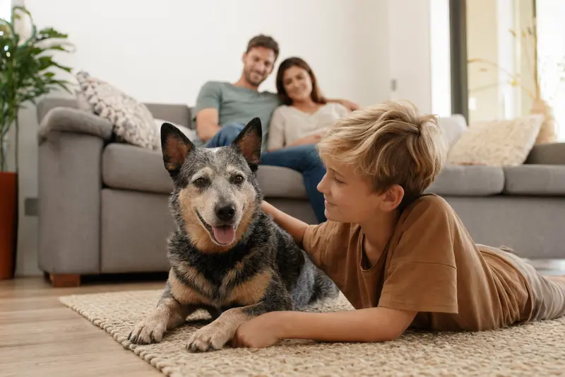 Ein freundlicher Swedish Cattle Dog liegt entspannt neben einem Kind im hellen Wohnzimmer, während die Eltern im Hintergrund eine sichere Familienatmosphäre schaffen.