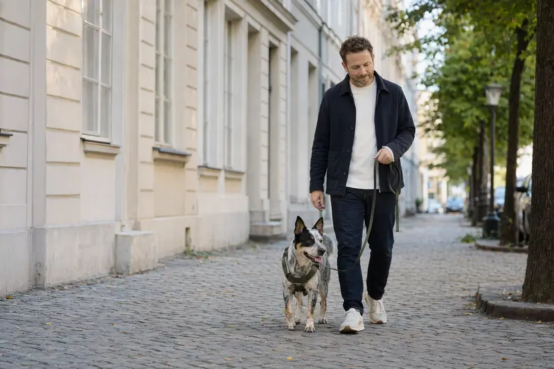 Ein Swedish Cattle Dog läuft an der Leine mit seinem Besitzer durch eine moderne Stadtstraße im Alltag.