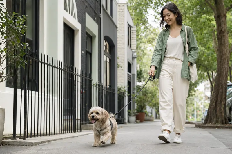 Ein Sydney Silky Hund läuft an der Leine mit seinem Besitzer durch eine freundliche moderne Stadtstraße.