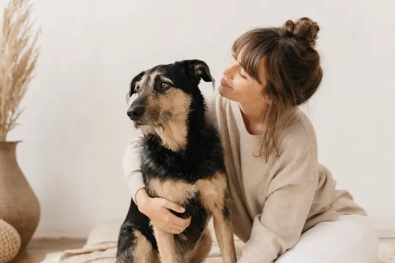 Taigan Hund in natürlicher Haltung vor hellem Hintergrund als realistisches Tierportrait.