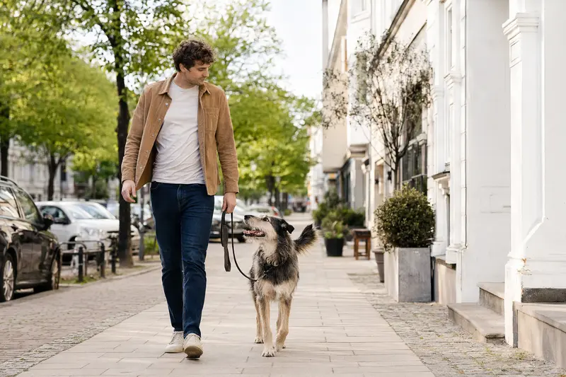 Ein Taigan Hund läuft angeleint mit seinem Besitzer durch eine freundliche moderne Stadtstraße.