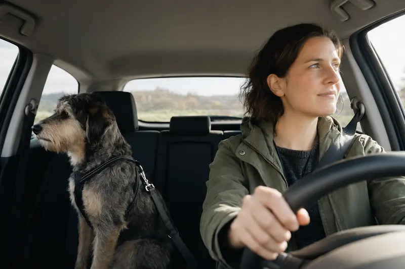 Ein Taigan Hund sitzt sicher angeschnallt auf der Rückbank eines Autos, während der Fahrer ruhig unterwegs ist.