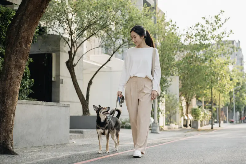 Ein Taiwanhund läuft an der Leine neben seinem Besitzer durch eine freundliche moderne Stadtstraße.