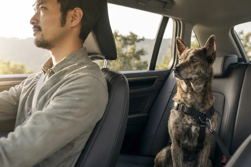 Ein Taiwanhund sitzt sicher angeschnallt auf der Rückbank eines Autos, während der Besitzer ruhig fährt und Sonnenlicht durch das Fenster fällt.