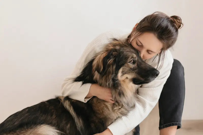 Ein aufmerksamer Tajgan Hund steht in natürlicher Haltung vor hellem Hintergrund, als realistisches Portrait mit weichem Licht und klaren Details.