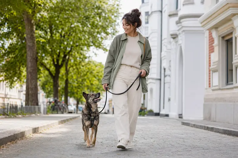 Ein Tajgan Hund läuft entspannt an der Leine mit seinem Besitzer durch eine freundliche moderne Stadtstraße.