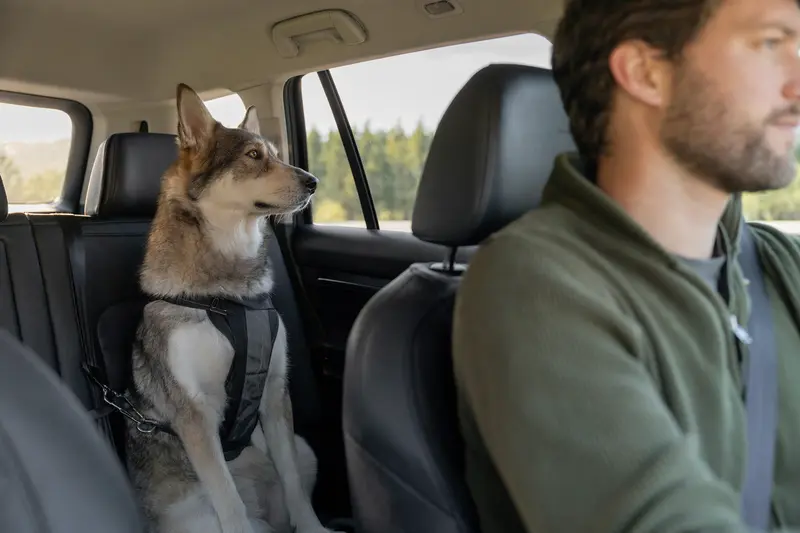 Ein Tamaskan Hund sitzt sicher angeschnallt auf der Rückbank eines Autos, während der Besitzer ruhig fährt.
