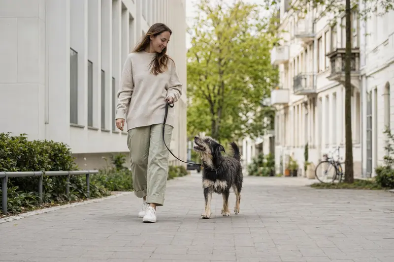 Ein Tasi Hund läuft an der Leine mit seinem Besitzer durch eine freundliche moderne Stadtstraße im Alltag.