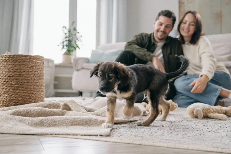 Ein junger Tasi-Welpe erkundet neugierig sein neues Zuhause in einer hellen Wohnung mit weicher Decke und Spielzeug.