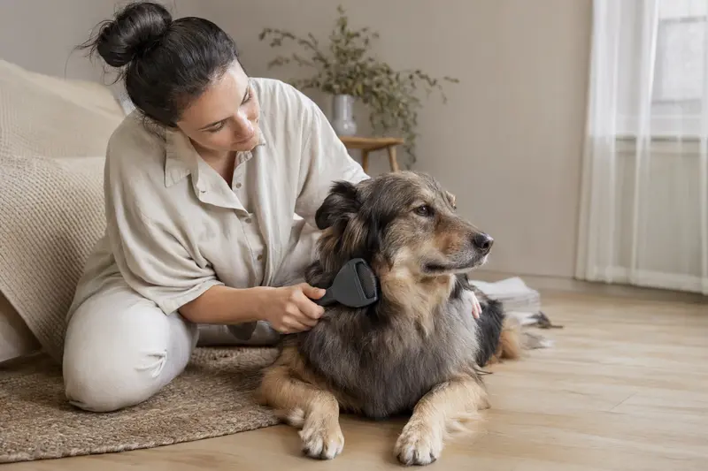 Ein Tatrahund wird zuhause sanft gebürstet, während der Besitzer die Fellpflege liebevoll übernimmt.