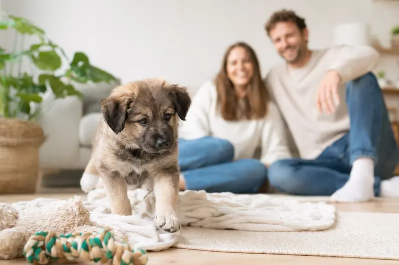 Ein junger Tatrahund Welpe entdeckt neugierig sein neues Zuhause in einer hellen Wohnung mit weicher Decke und Spielzeug.