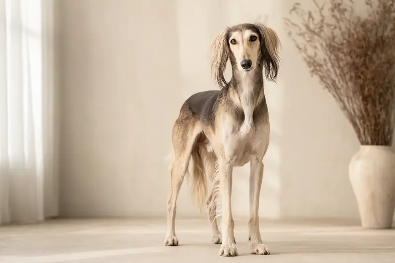 Ein aufmerksamer Tazy Hund steht in natürlicher Haltung vor hellem Hintergrund und zeigt seine typische, elegante Körperform.