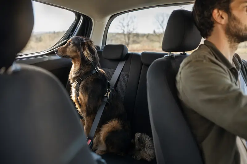 Ein Tazy Hund sitzt sicher angeschnallt auf der Rückbank eines Autos, während sein Besitzer ruhig fährt.