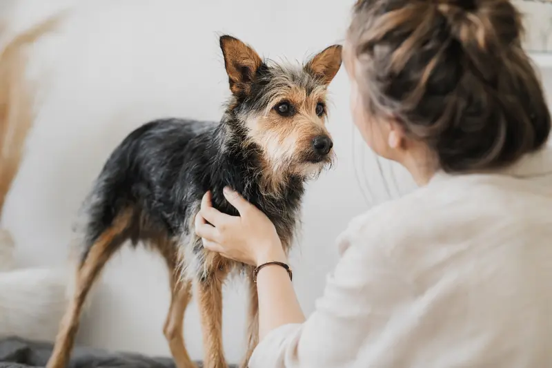 Ein aufmerksam stehender Tchiorny Terrier vor hellem Hintergrund als realistisches Hundeportrait für eine Seite zur Hundegesundheit.