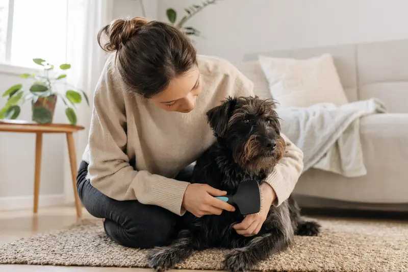 Ein Tchiorny Terrier wird zuhause von seinem Besitzer sanft gebürstet und gepflegt.