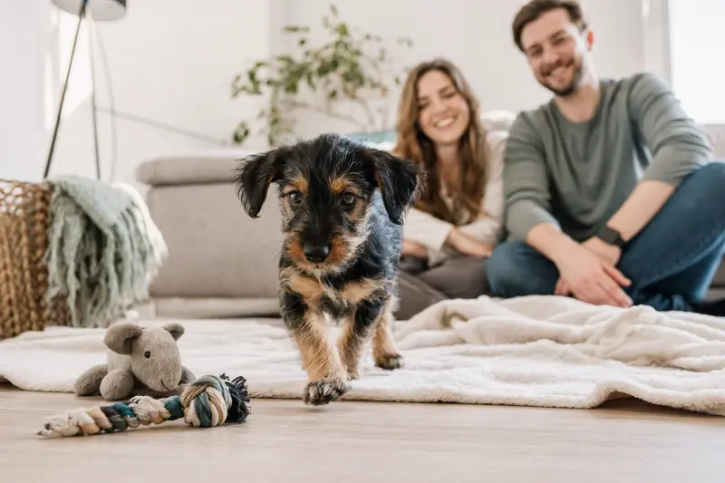Ein junger Tchiorny Terrier Welpe entdeckt neugierig sein neues Zuhause auf einer weichen Decke zwischen Spielzeug und liebevoller Familie im Hintergrund.