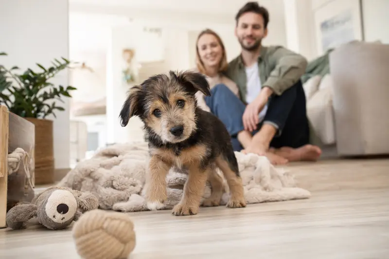 Junger Telomian Welpe erkundet neugierig sein neues Zuhause auf einer weichen Decke mit Spielzeug und liebevoller Familie im Hintergrund.