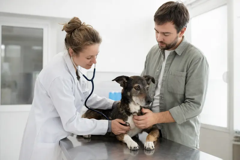 Eine Tierärztin untersucht einen ruhigen Teneriffe Hund behutsam mit dem Stethoskop, während der Besitzer beruhigend danebensteht.