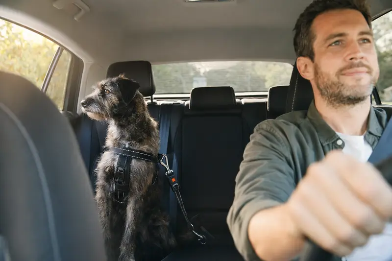 Ein Hund sitzt sicher angeschnallt auf der Rückbank eines Autos, während der Fahrer ruhig fährt und Sonnenlicht durch das Fenster fällt.