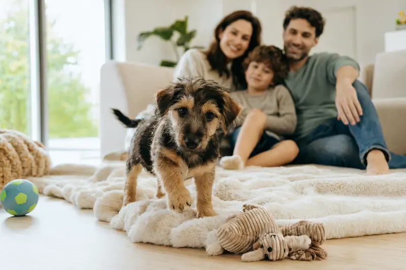 Neugieriger Terrier Brasileiro Welpe erkundet sein neues Zuhause auf einer weichen Decke in einer hellen Wohnung mit Spielzeug und Familie im Hintergrund.