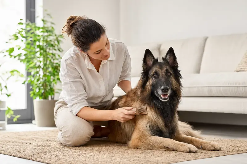 Ein Tervueren Hund wird in einer hellen Wohnung sanft gebürstet, während sich sein Besitzer liebevoll um die Fellpflege kümmert.