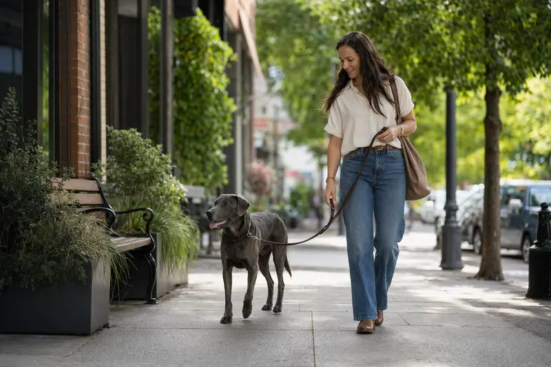 Ein Texas Blue Lacy Hund läuft an der Leine mit seinem Besitzer durch eine freundliche moderne Stadtstraße.