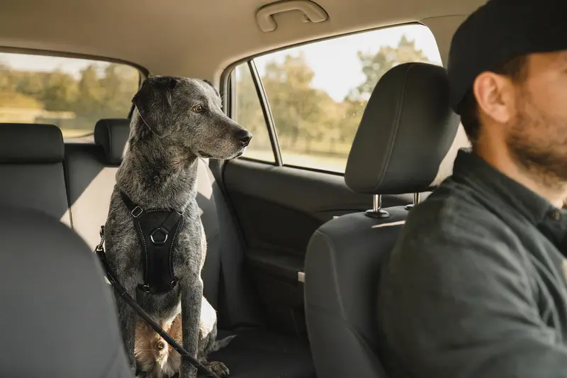 Ein Texas Blue Lacy sitzt sicher angeschnallt auf der Rückbank eines Autos, während der Besitzer ruhig fährt.