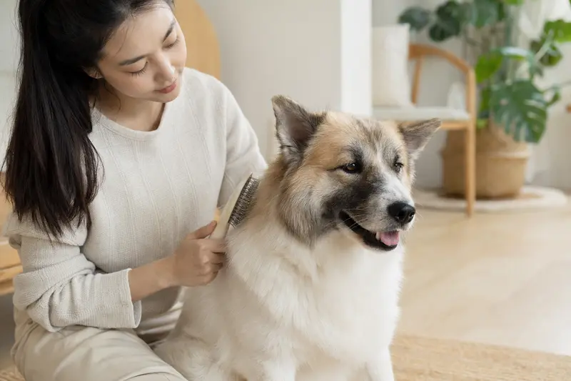 Ein Thai Bangkaew Dog wird in einer hellen Wohnung liebevoll gebürstet und gepflegt.