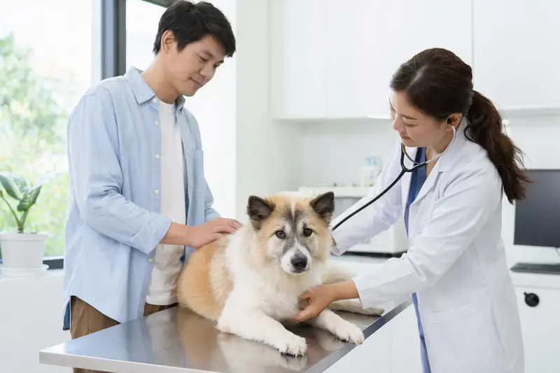 Eine Tierärztin untersucht einen ruhigen Thai Bangkaew Dog behutsam mit dem Stethoskop, während der Besitzer in der modernen Praxis beruhigend danebensteht.