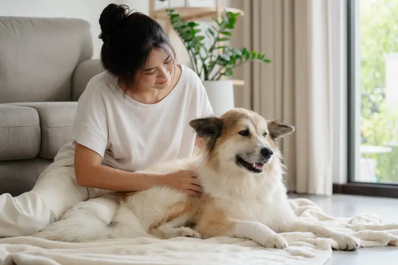 Ein Thai Bangkaew Dog mit leicht verbundenem Pfotenbereich liegt ruhig auf einer Decke, während sein Besitzer neben ihm sitzt und erleichtert wirkt.