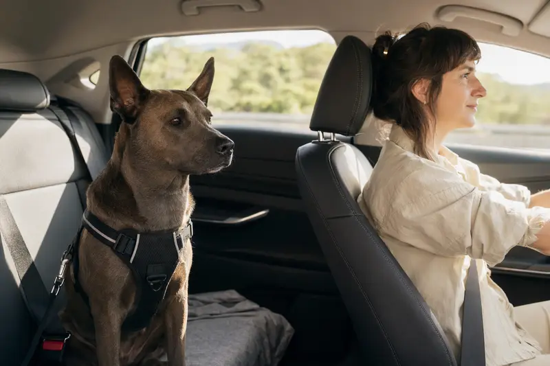Ein Thai Ridgeback sitzt sicher angeschnallt auf der Rückbank eines Autos, während der Besitzer ruhig fährt.