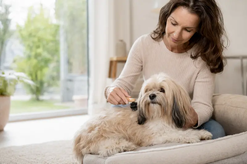Ein Tibet Apso wird in einer hellen Wohnung sanft gebürstet, während sich der Besitzer liebevoll um die Fellpflege kümmert.
