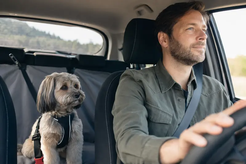 Ein Tibet Apso sitzt sicher angeschnallt auf der Rückbank eines Autos und zeigt als Hund im Auto verantwortungsvolle Tierhaltung.