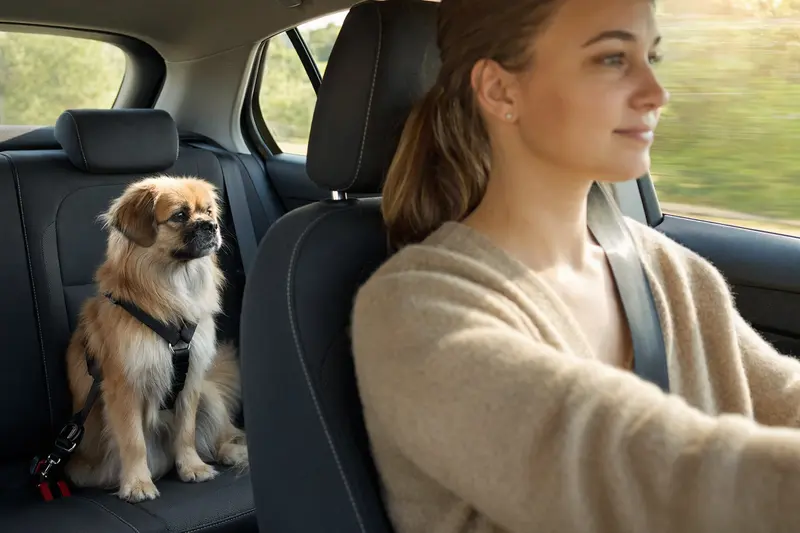 Ein Tibet-Spaniel sitzt sicher angeschnallt auf der Rückbank eines Autos, während sein Besitzer ruhig fährt.