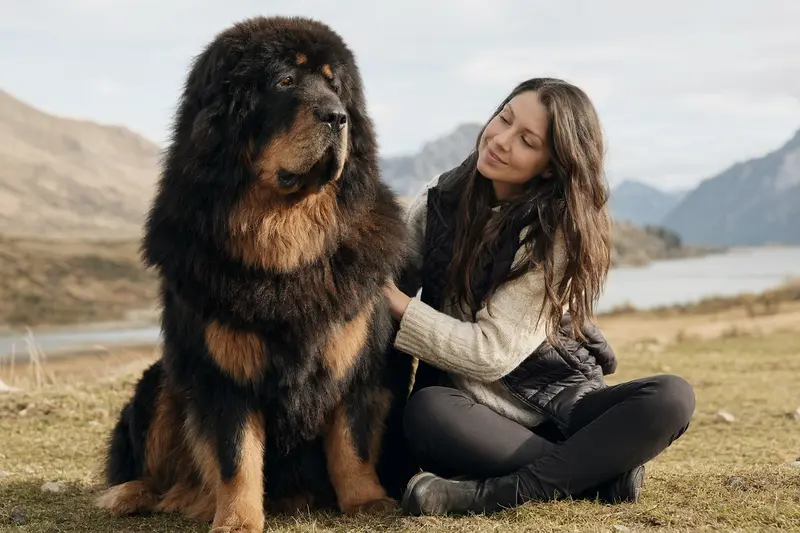 Ein aufmerksamer Tibetanischer Mastiff steht in natürlicher Haltung vor hellem neutralem Hintergrund.