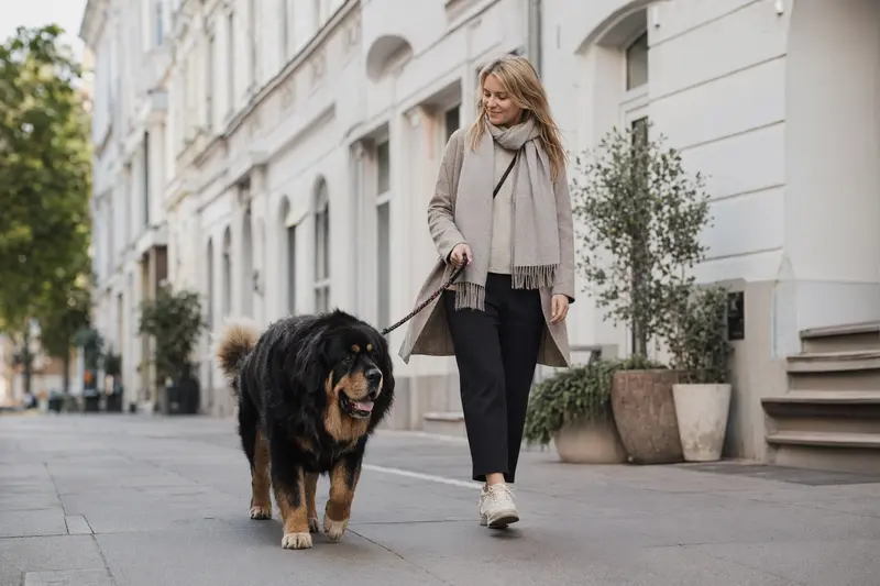Eine Tibetdogge läuft an der Leine mit ihrem Besitzer entspannt durch eine moderne Stadtstraße.