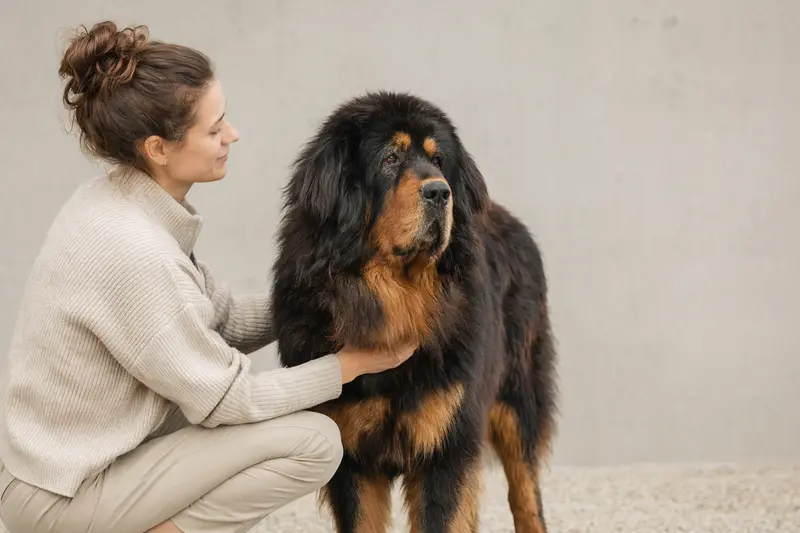 Aufmerksam stehender Tibetischer Mastiff in natürlicher Haltung vor hellem Hintergrund, als realistisches Tierporträt mit klarer Fellstruktur.