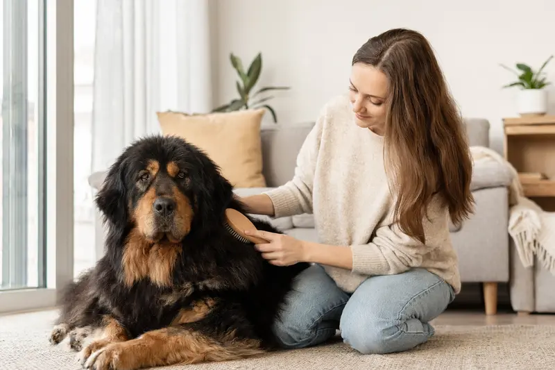 Ein Tibetischer Mastiff wird in einer hellen Wohnung von seinem Besitzer sanft gebürstet und gepflegt.