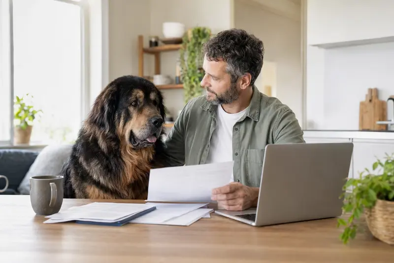Ein Tibetischer Mastiff sitzt ruhig neben seinem Besitzer am Küchentisch, während Versicherungsunterlagen und ein Laptop mit Vergleichsseite für eine Tierkrankenversicherung bereitliegen.