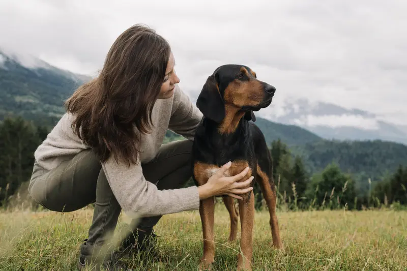 Tiroler Bracke Hund im professionellen Tierportrait vor hellem Hintergrund, aufmerksam stehend und mit typischer Fellstruktur.