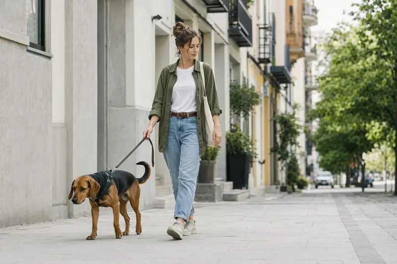 Ein Tiroler Bracke Hund läuft mit seinem Besitzer an der Leine durch eine saubere moderne Stadtstraße.