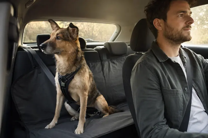 Ein Tora Inu Hund sitzt sicher angeschnallt auf der Rückbank eines Autos, während sein Besitzer ruhig fährt.