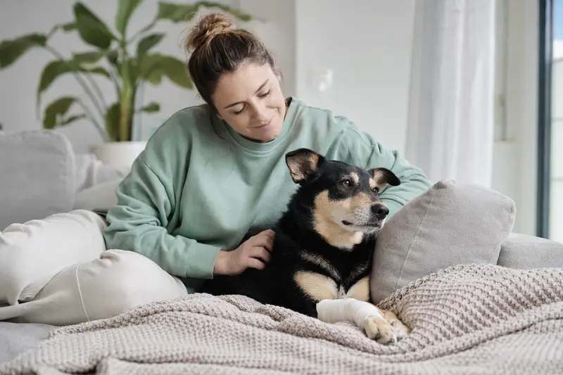 Ein Tora Inu Hund mit leicht verbundenen Pfote liegt ruhig auf einer Decke, während sein Besitzer erleichtert daneben sitzt.
