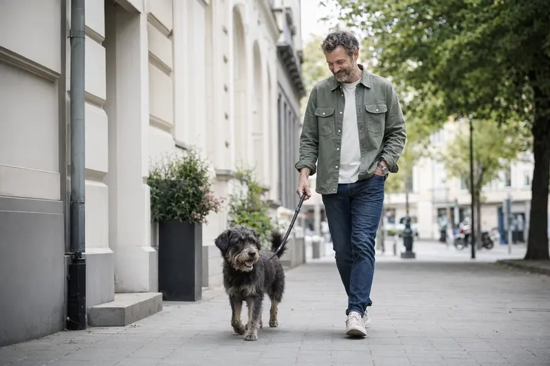 Ein Torfhund läuft an der Leine mit seinem Besitzer entspannt durch eine moderne Stadtstraße.